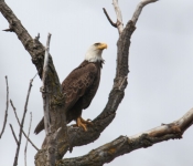 2016 04 09 Eagles 006